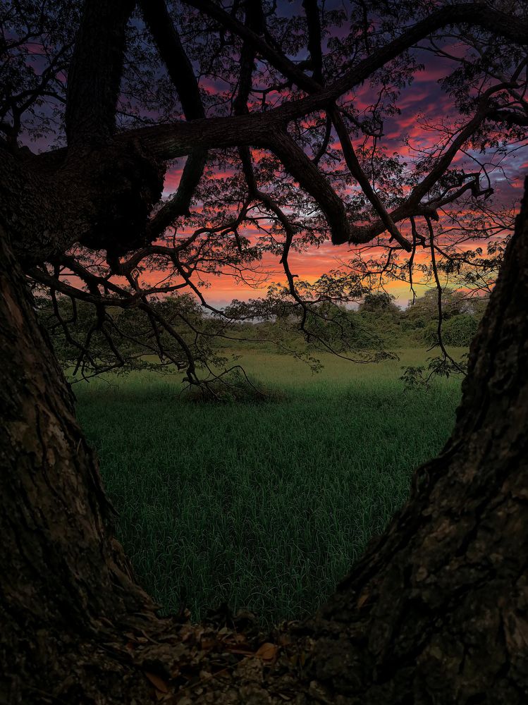 Photograph by Sapumal De Wickramasinghe