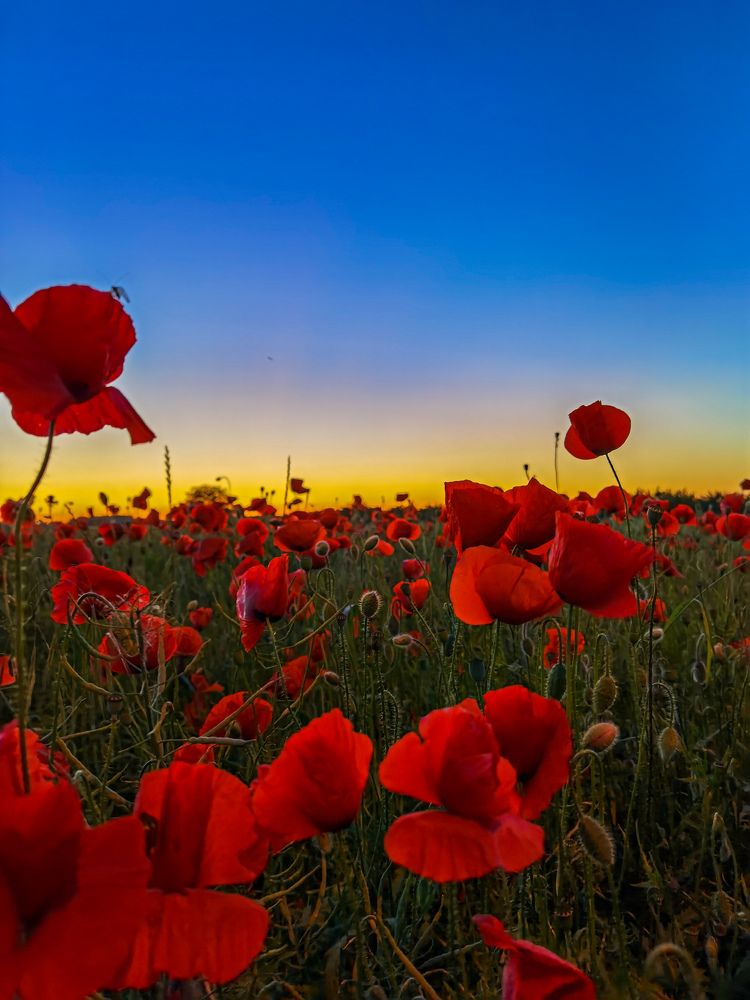 Photograph by Bojana Vein