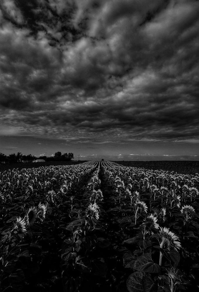 Photograph by Bojana Vein