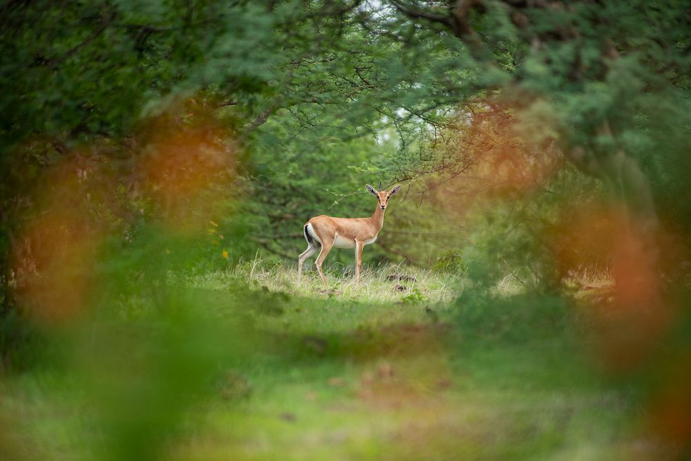 Photograph by Neeraj Gade