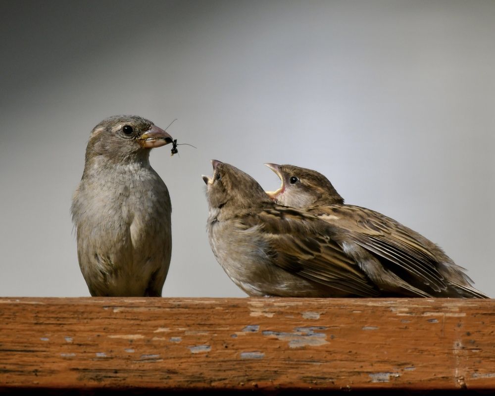 Photograph by Derek Panter