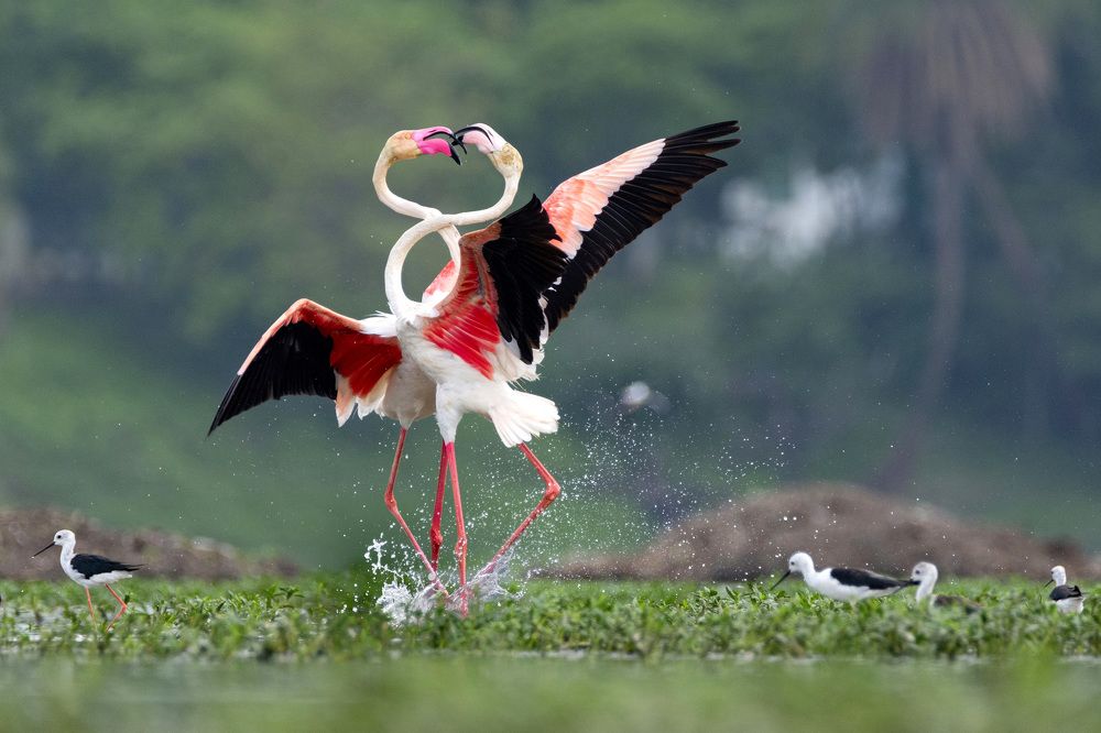 Photograph by Anurag badoliya