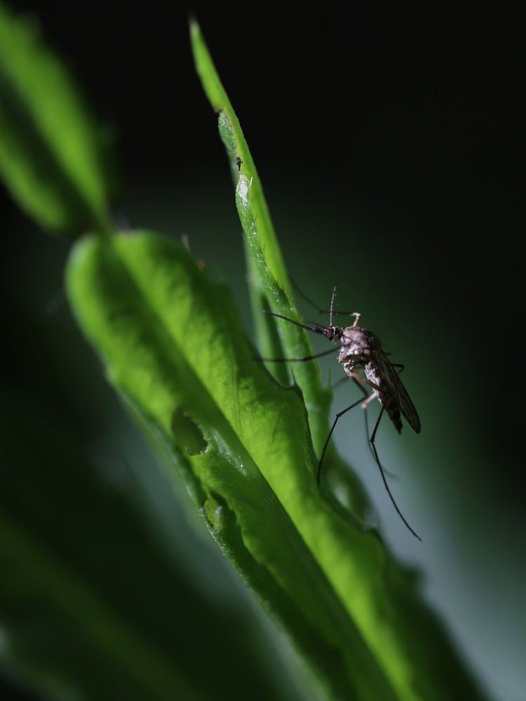 Photograph by Елена Тимченко