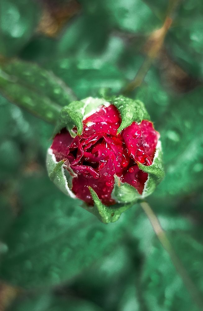 Фотография автора Алёна Подгорная