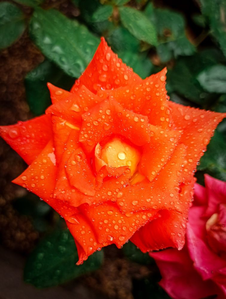 Фотография автора Алёна Подгорная