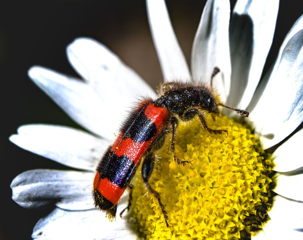 На ромашке.