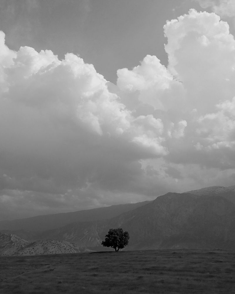 lonely tree