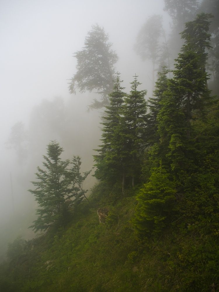 Photograph by Алена Алалыкина