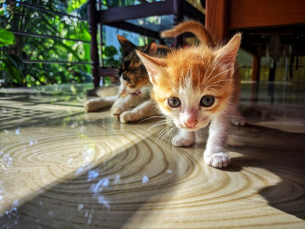 Photograph by Vaishnav K V