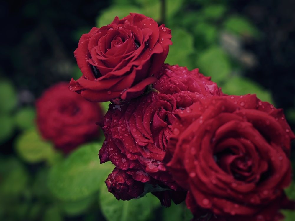 Photograph by Anastasia Uraeva