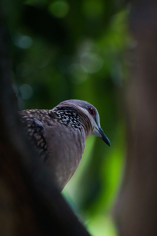 Photograph by Aritra Basu