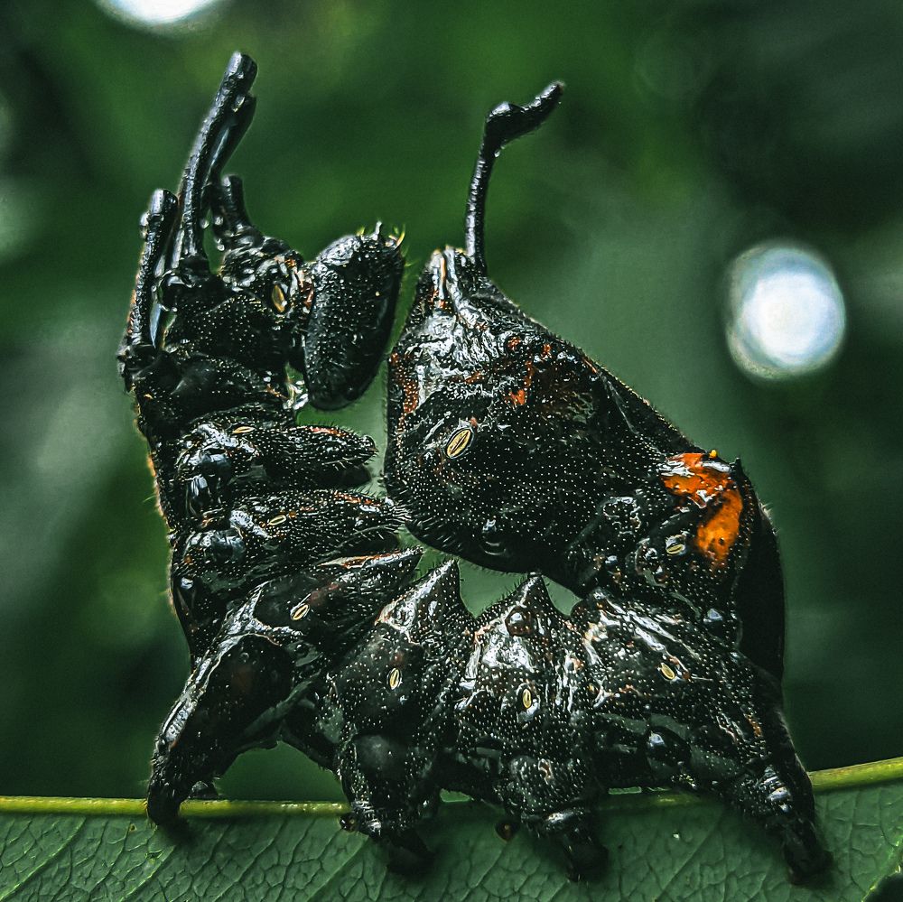 lobster moth catterpillar