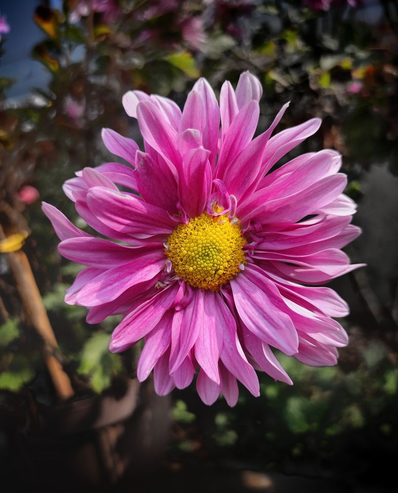 Photograph by Vinay gamit