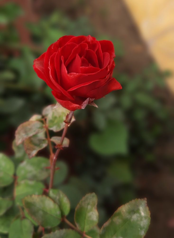 Photograph by Mir Aaqib