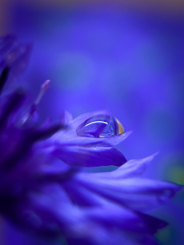 Васильковая капля