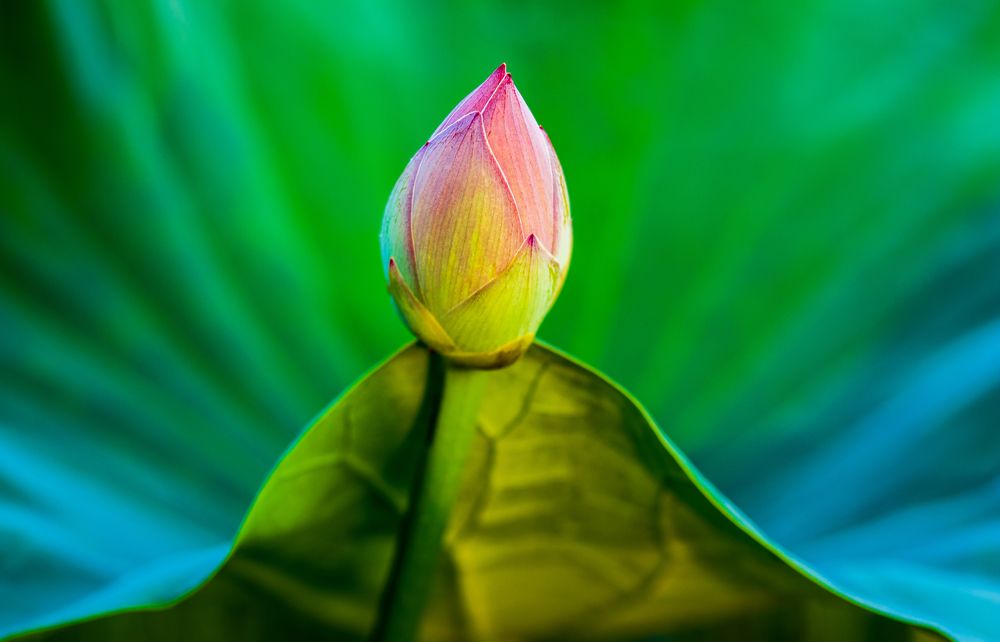 Photograph by Mostafa Mortazavi