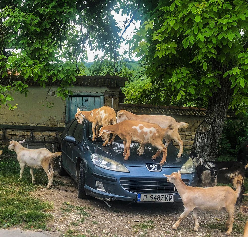 Photograph by Krasimir Stoichkov