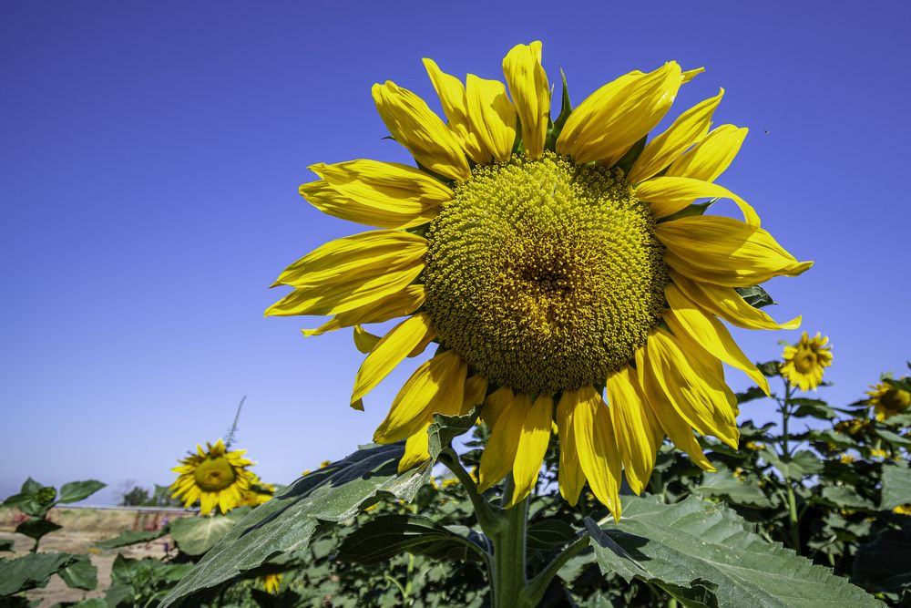 Photograph by Александр Ляндрес