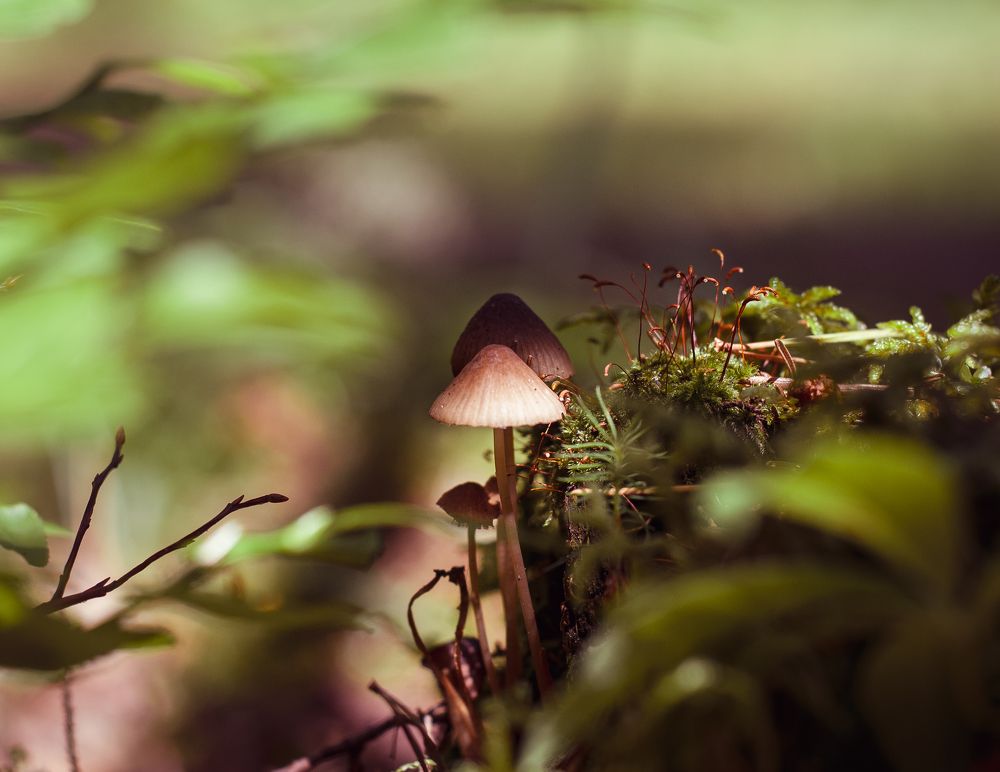 Photograph by Дарья Кончакова