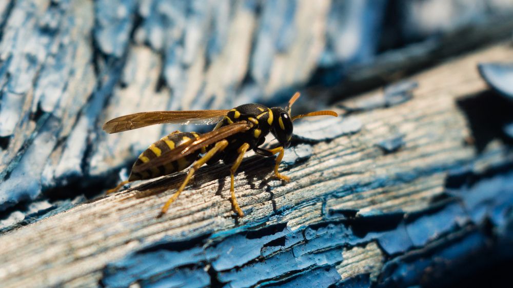 Photograph by maksim telegin