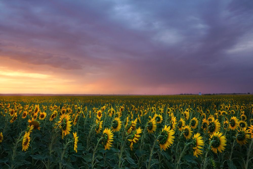 Подсолнухи на закате