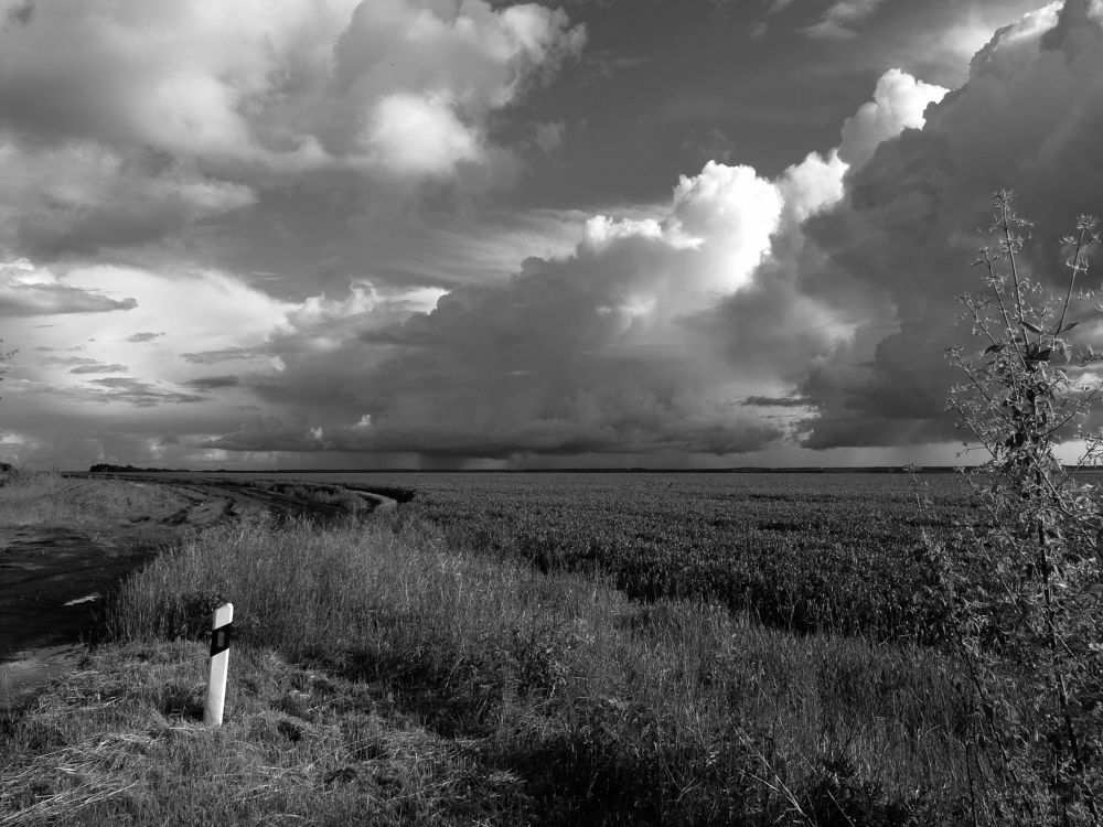 Поле, русское поле...