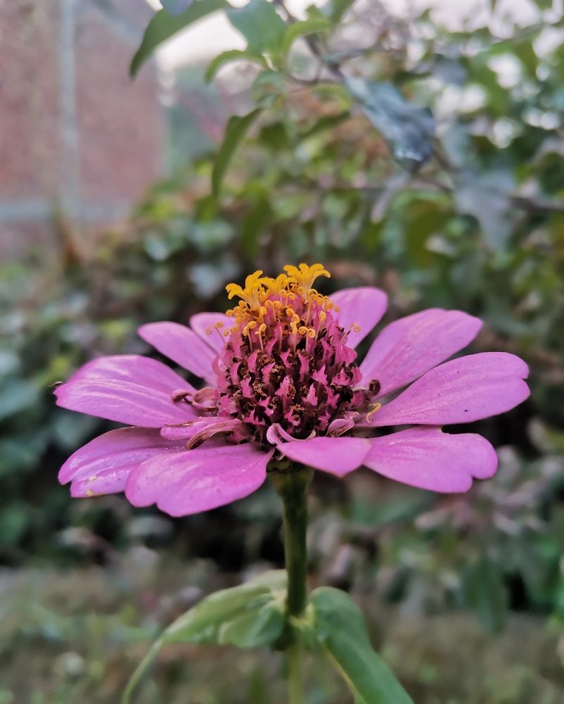 Photograph by Anil Yadav