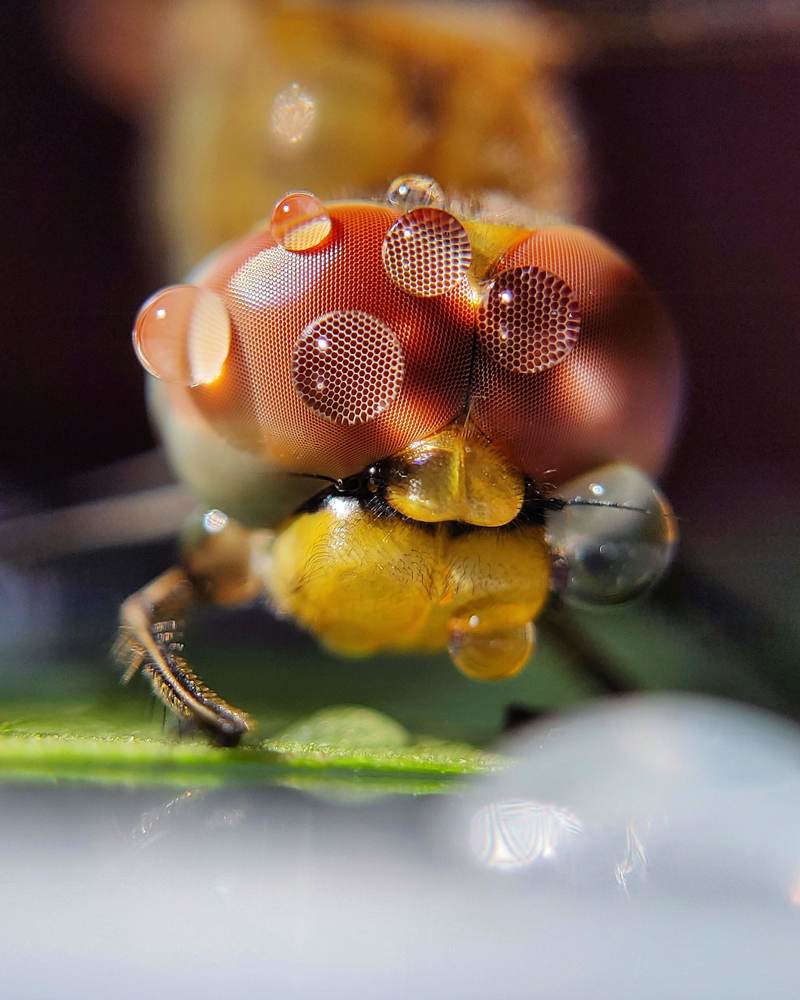 Dragonfly Compound Eye.