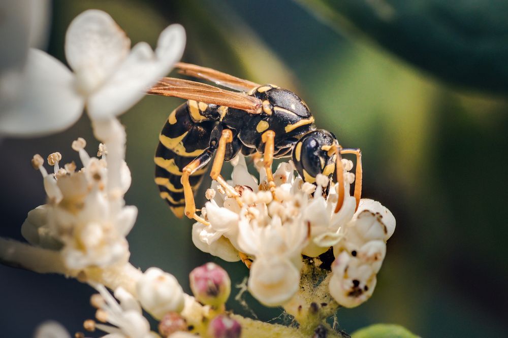 Photograph by Степан Ковыльчик