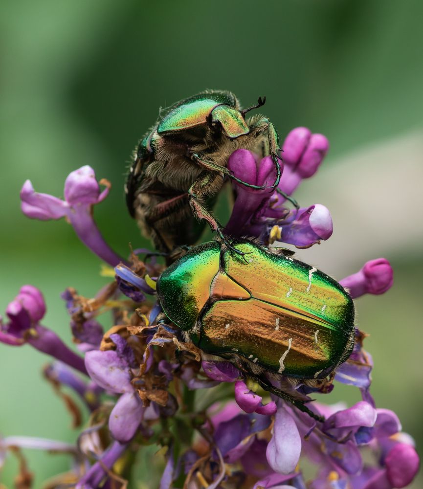 Photograph by Степан Ковыльчик