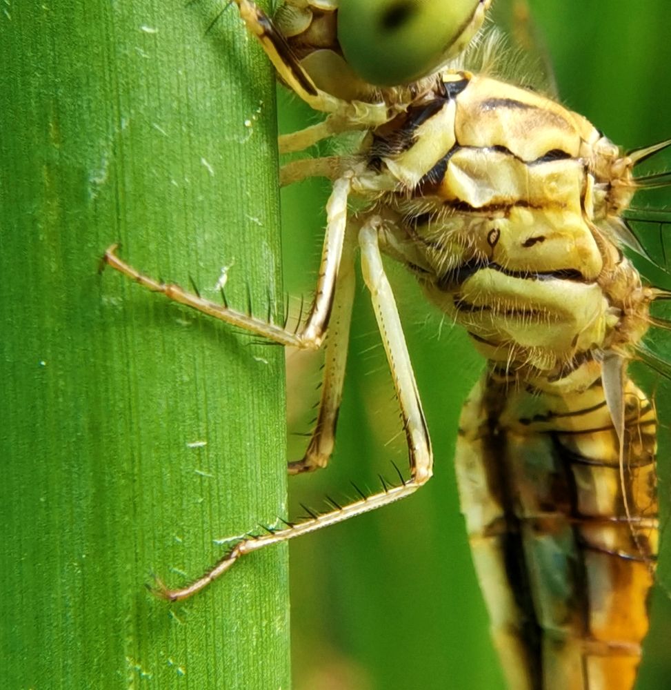 Colors and butterfly