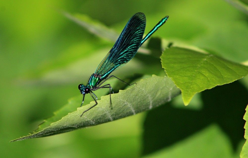 Photograph by Galina Tsmyg