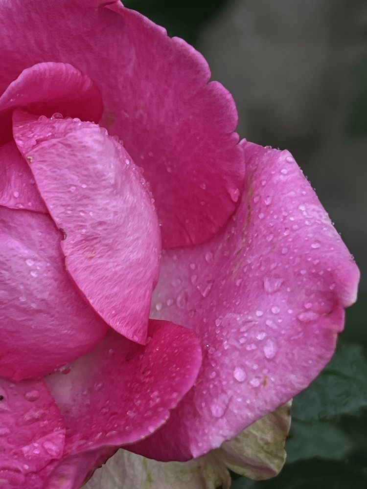 Photograph by Nazgul Mamylkanova