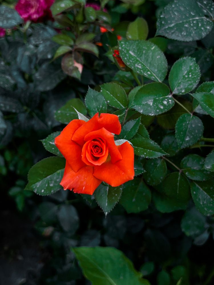 Photograph by Nazgul Mamylkanova