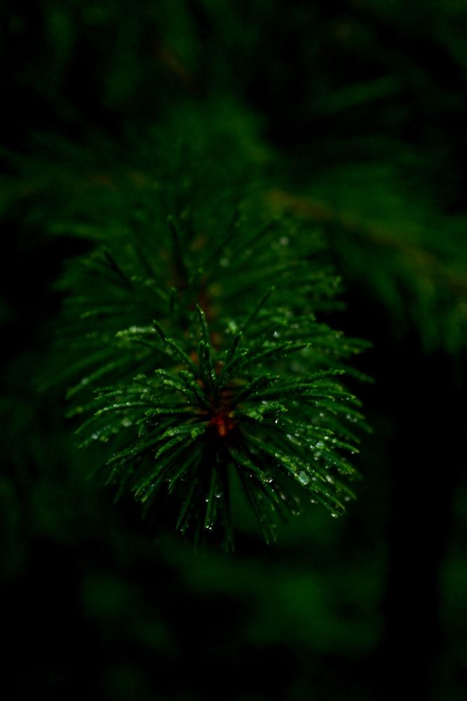 Photograph by Руслан Гордиенко