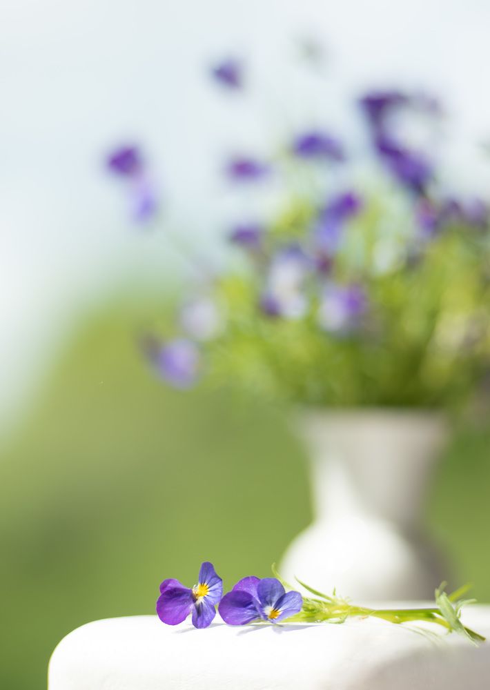 Фотография автора Рохмистрова Мария