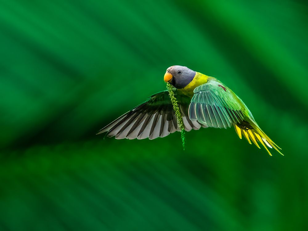 Photograph by Vipin P C