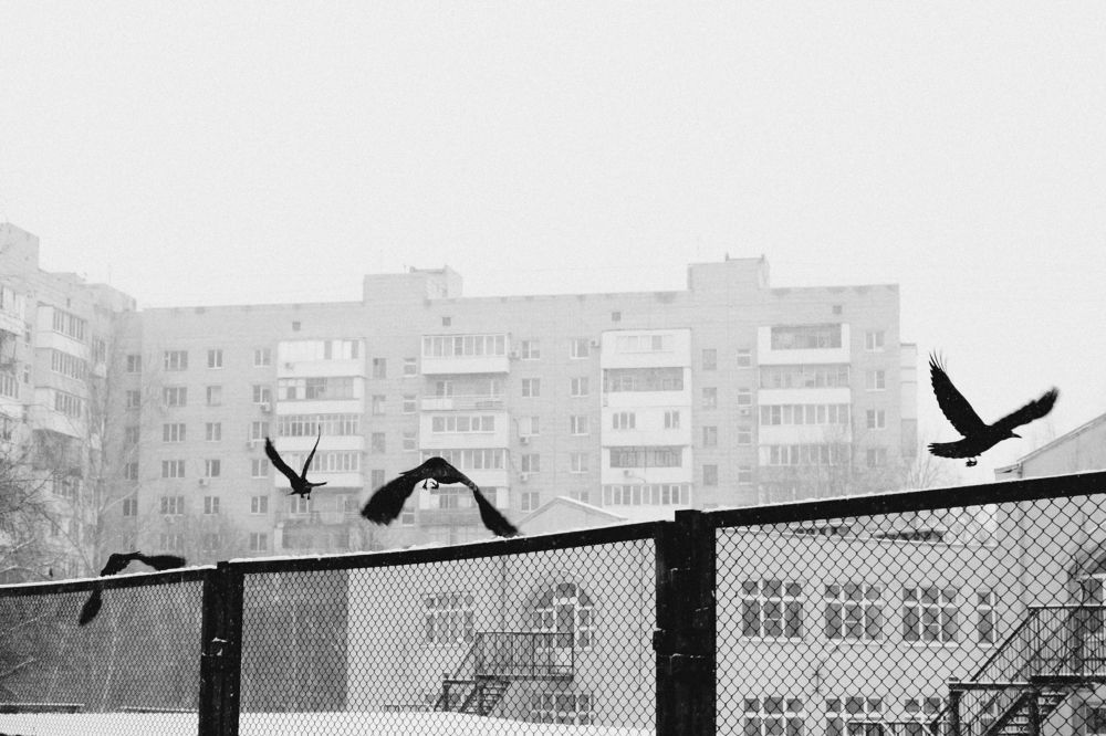 Photograph by Пиленгас Александр