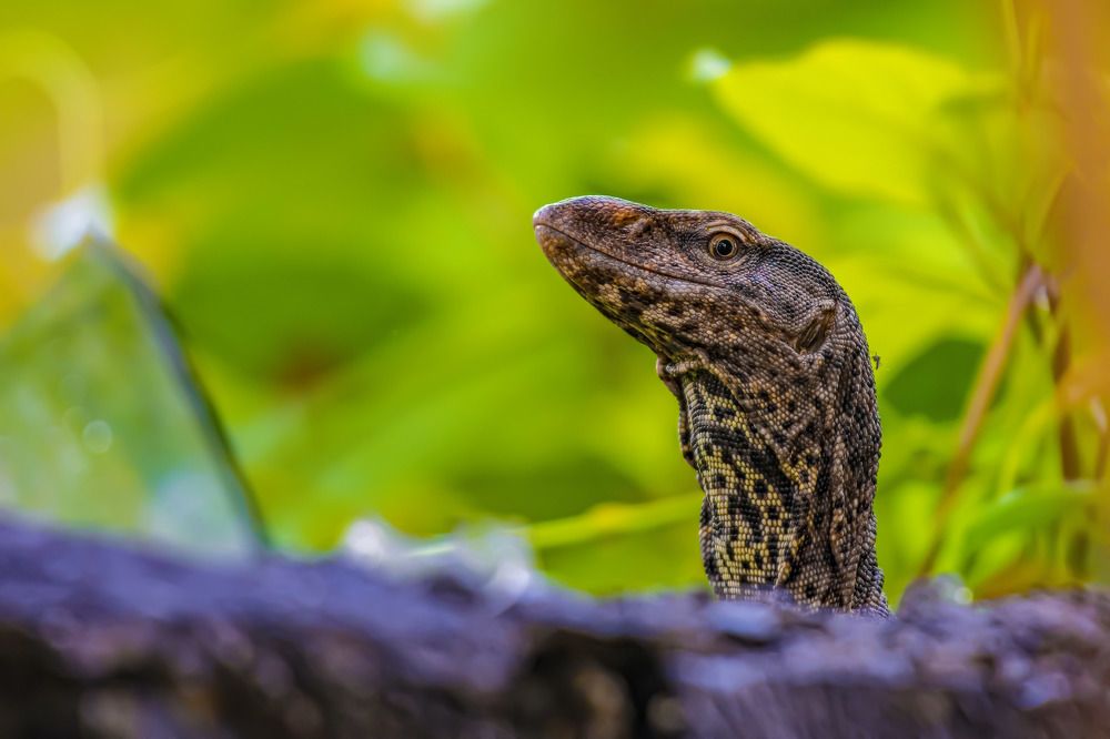 Photograph by Sameer Bhalekar