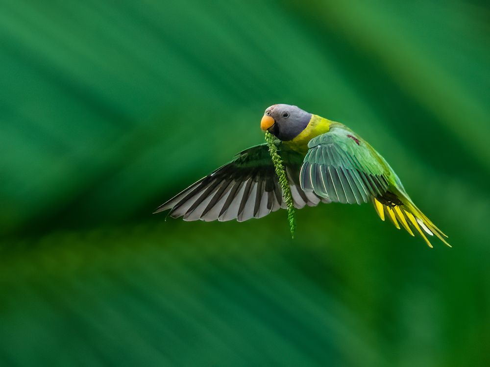 Photograph by Vipin P C