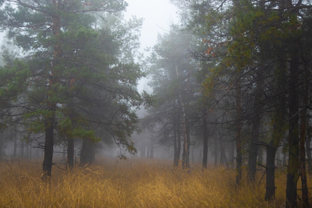 Photograph by Олег Крец