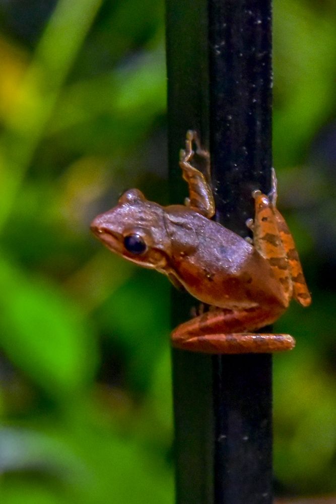 Photograph by Pujo Cahyono