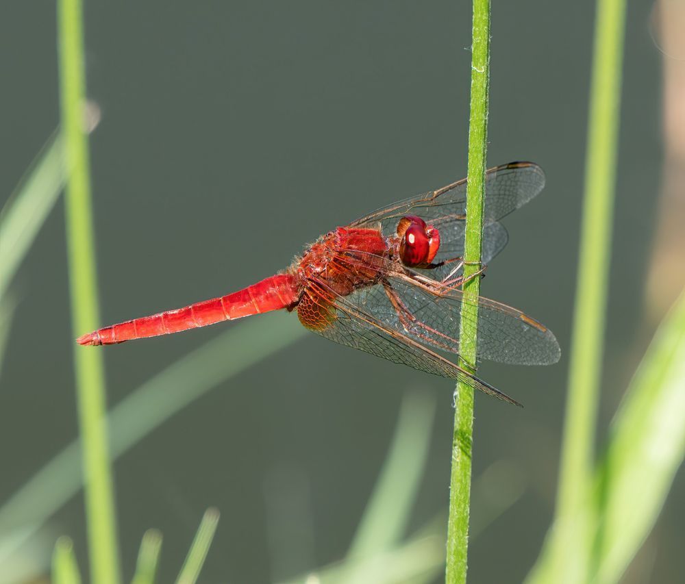red dragonfly close up
