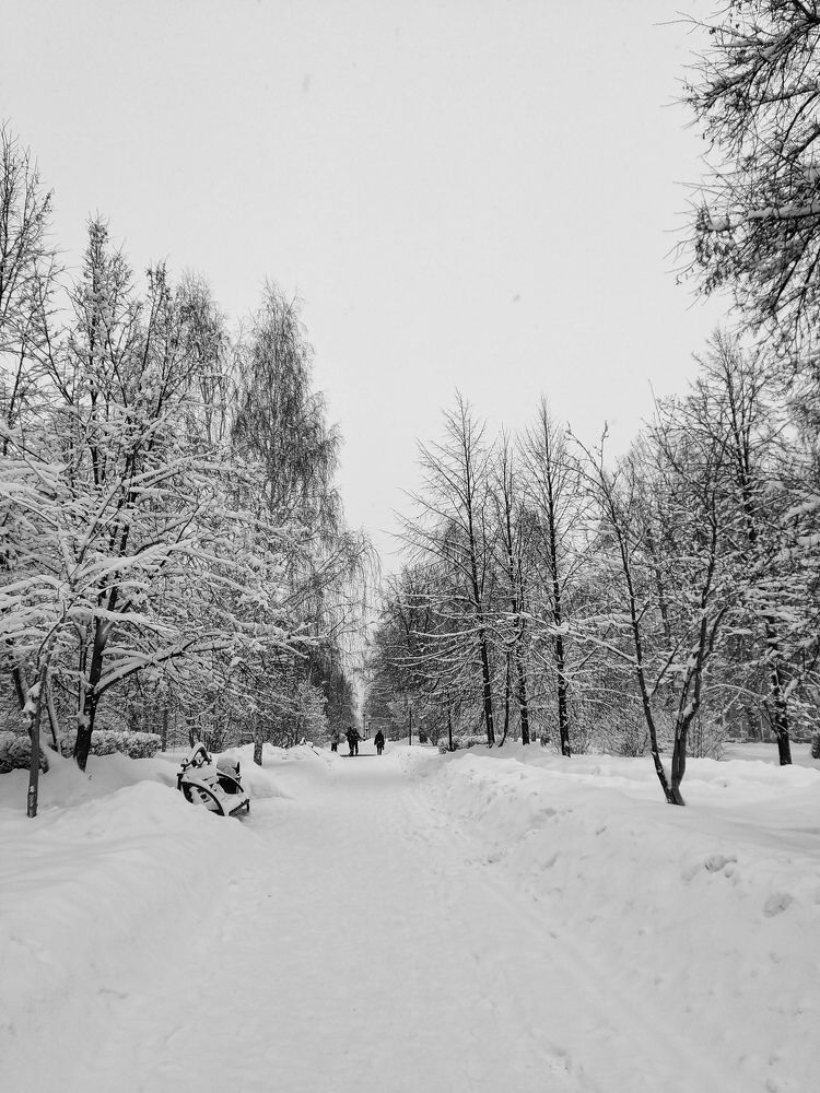 Чёрно-белая зима.