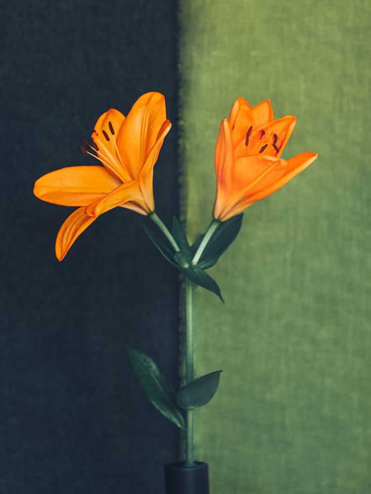Photograph by Ксения Лаевская
