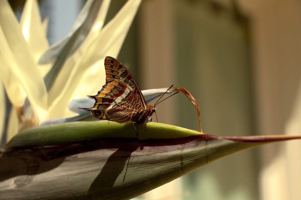 Photograph by michel Olive