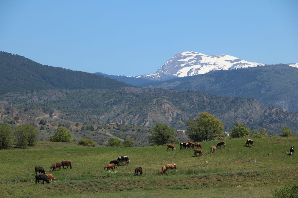 Photograph by Cengiz Yalcin