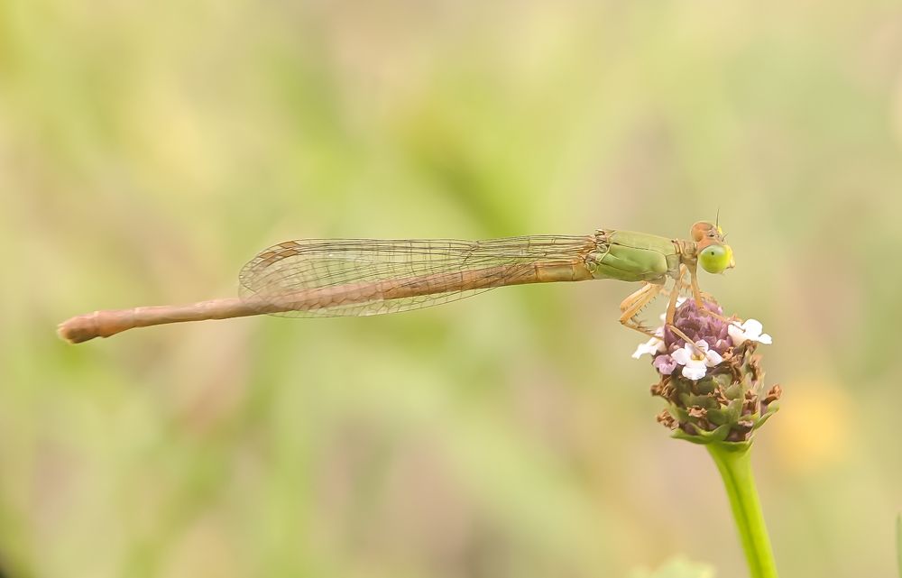 Photograph by Jharna Manna