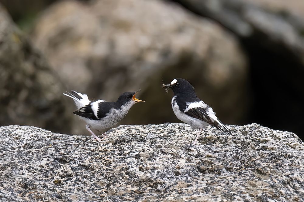 Фотография автора Rizvi Abbas