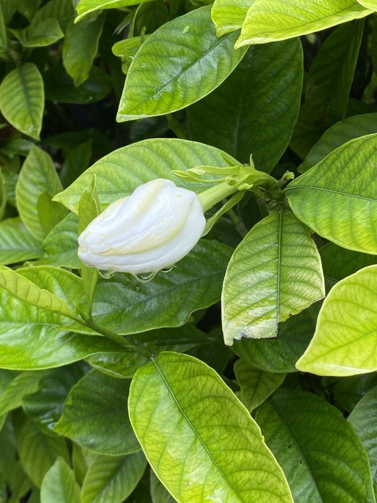 Photograph by Svetlana Nesterova